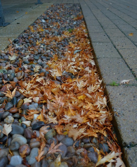 Fallen leaves on gravel